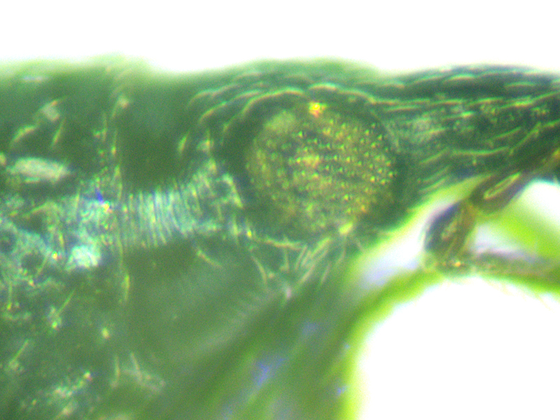 Ischnopterapion virens